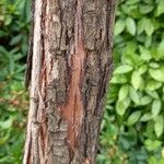 Metrosideros robusta Bark