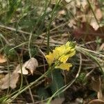 Polygala flavescens Flor