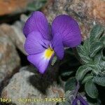 Viola diversifolia आदत