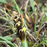 Carex uncinioides Flower