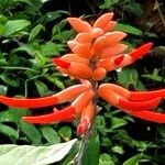 Erythrina costaricensis Kvet