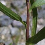 Grindelia lanceolata Φλοιός