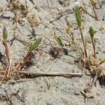 Phleum arenarium Habitus