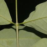 Bunchosia nitida Leaf