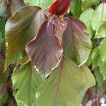 Acalypha wilkesiana Liść