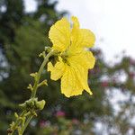 Luffa aegyptiaca Flower