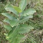 Asclepias eriocarpa Levél