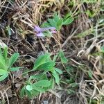 Corydalis pumila Blüte