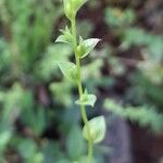 Triodanis perfoliata Habit