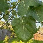 Populus deltoides Blad