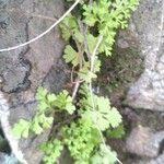 Anogramma leptophylla Leaf