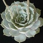 Echeveria lilacina Folio