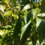 Bontia daphnoides Leaf