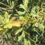 Jacobaea erucifolia Leaf