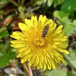 Taraxacum dissectumFloro