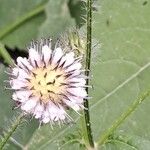 Dipsacus pilosus Квітка