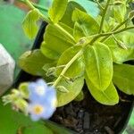 Myosotis latifolia ഇല