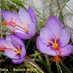Crocus ligusticus Агульны выгляд