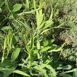 Lathyrus heterophyllus Leaf