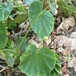 Begonia nelumbiifolia Folha