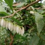 Lyonia ovalifoliaFlower