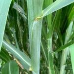 Panicum maximum Hoja