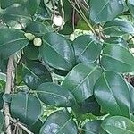 Camellia sasanqua Hoja