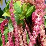 Amaranthus caudatus 葉