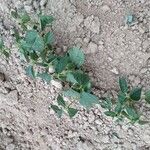 Vigna angularis Hoja