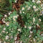 Symphyotrichum lanceolatum 整株植物