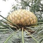 Cycas pectinata Flor