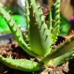 Aloe broomii ഇല