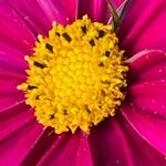 Cosmos bipinnatus Fula