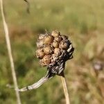 Allium oleraceum Fruit