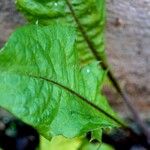 Taraxacum clemens Hoja