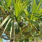 Pandanus utilisOvoce