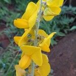 Crotalaria laburnifolia Other