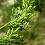 Cryptogramma crispa Fruit