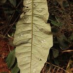 Monosis conferta Hoja