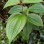 Miconia crenata Folla