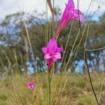 Gladiolus italicus Çiçek