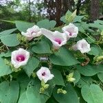 Ipomoea pandurata Flors