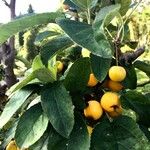 Malus sylvestris Fruit