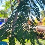 Jacaranda caucana পাতা