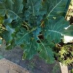 Brassica oleraceaपत्ता