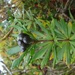 Pittosporum dzumacense Fruit