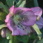 Helleborus orientalisFlors