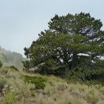 Pinus ayacahuite Характер