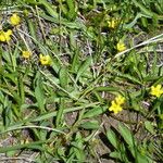 Ranunculus alismifolius Habit
