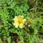 Potentilla rectaFlower